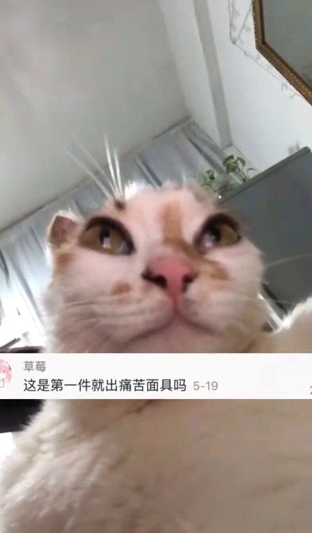 我的独特宠物生活，与三只独特猫咪的温馨故事