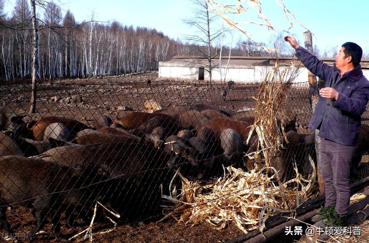 河南野猪闯入居民家伤人事件深度剖析