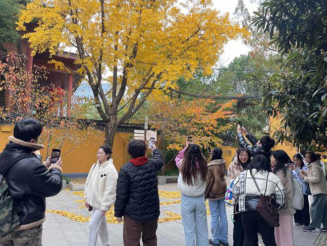 上海龙华寺银杏猫咪走红