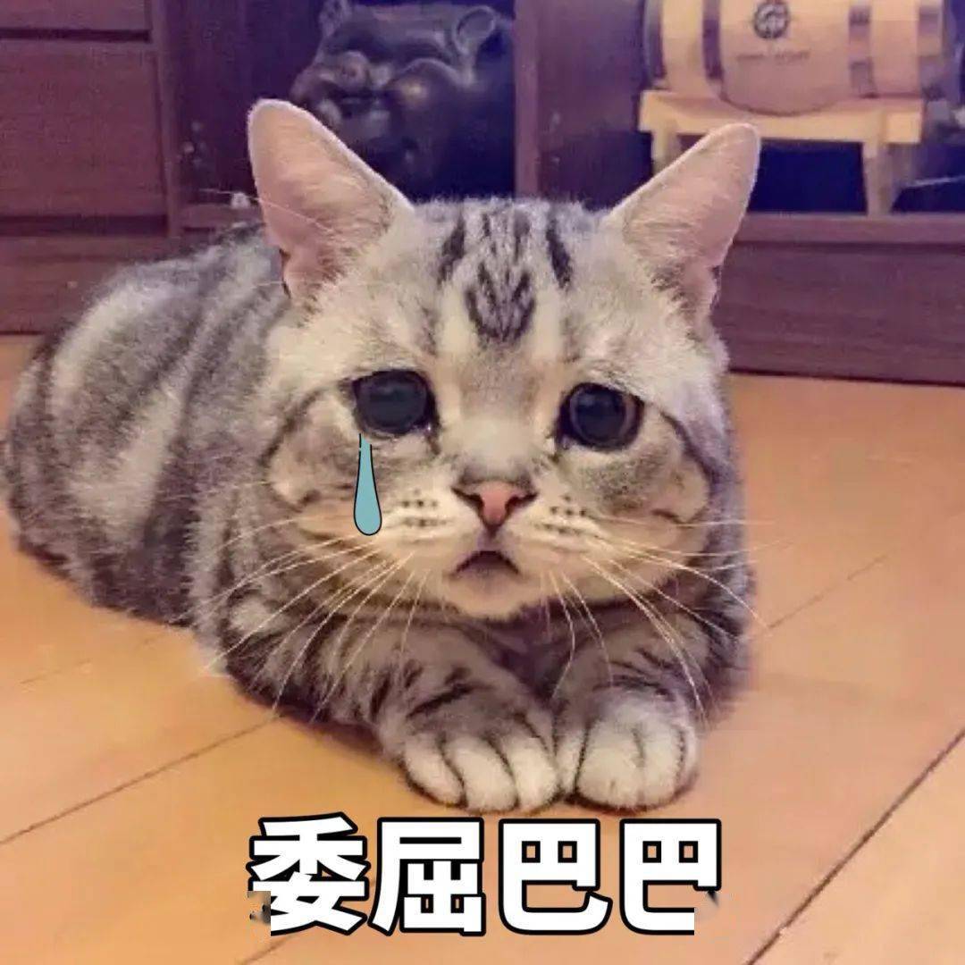 猫咪长了一张人脸表情包