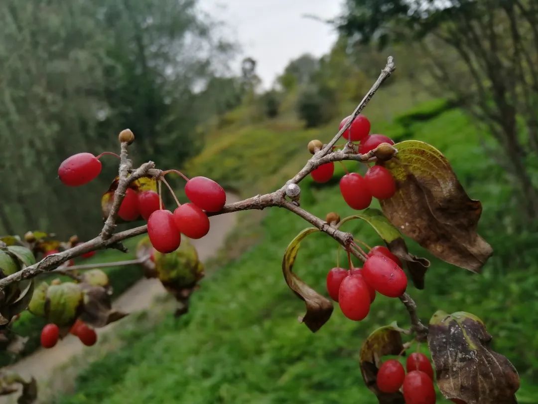 茱萸，古人的情感寄托与文化象征