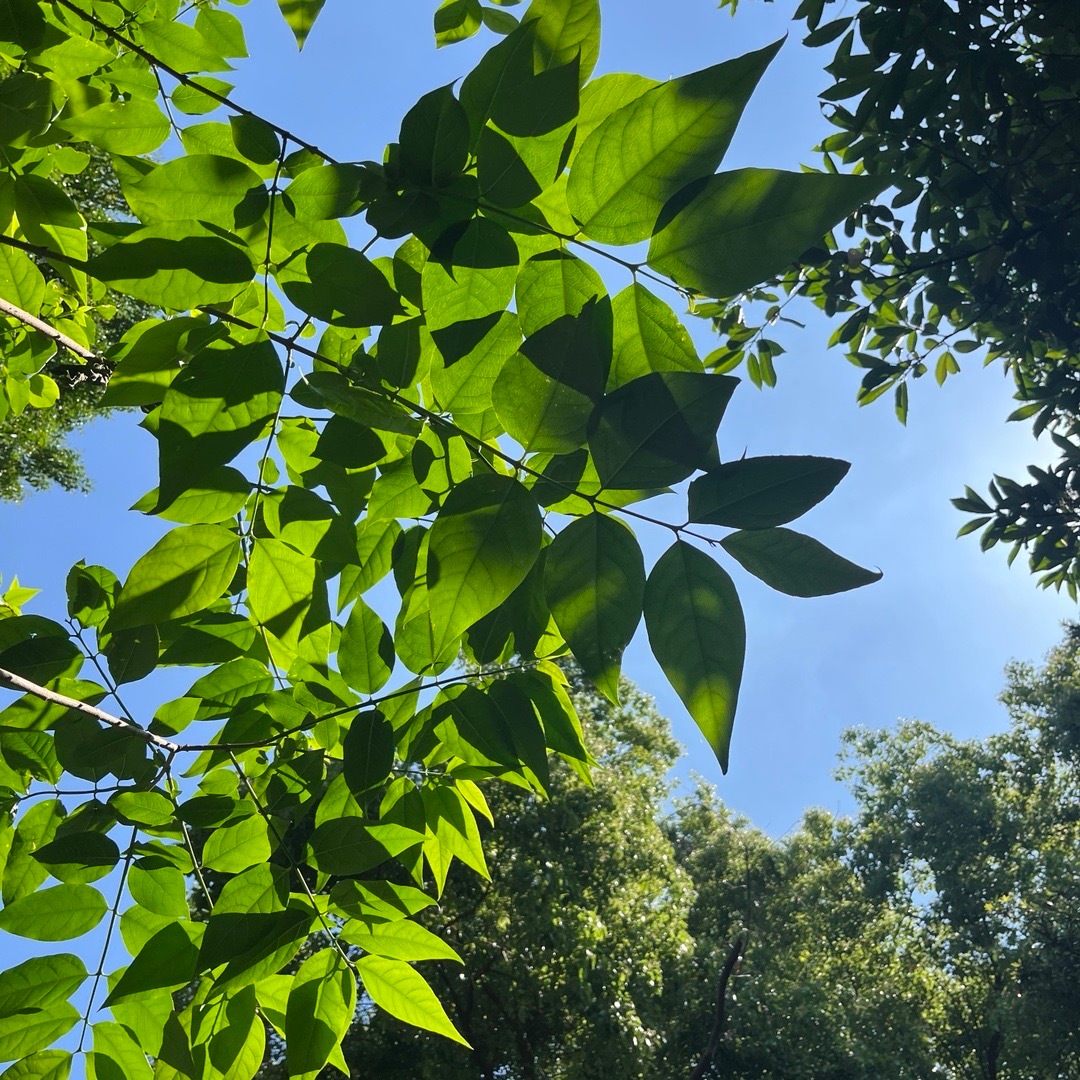 夏日独特风情韵味体验