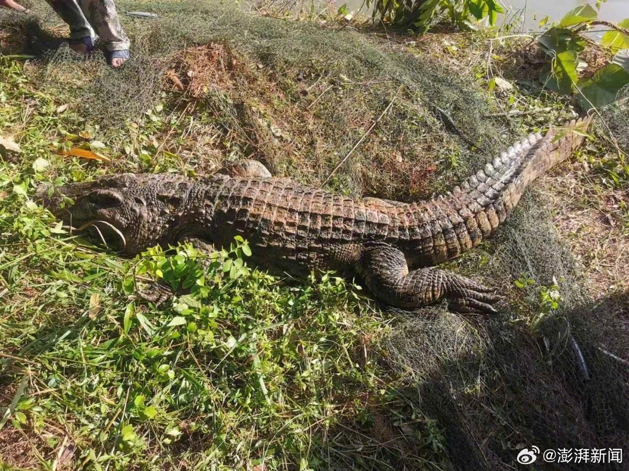 云南310斤鳄鱼脱逃，特警开枪击毙