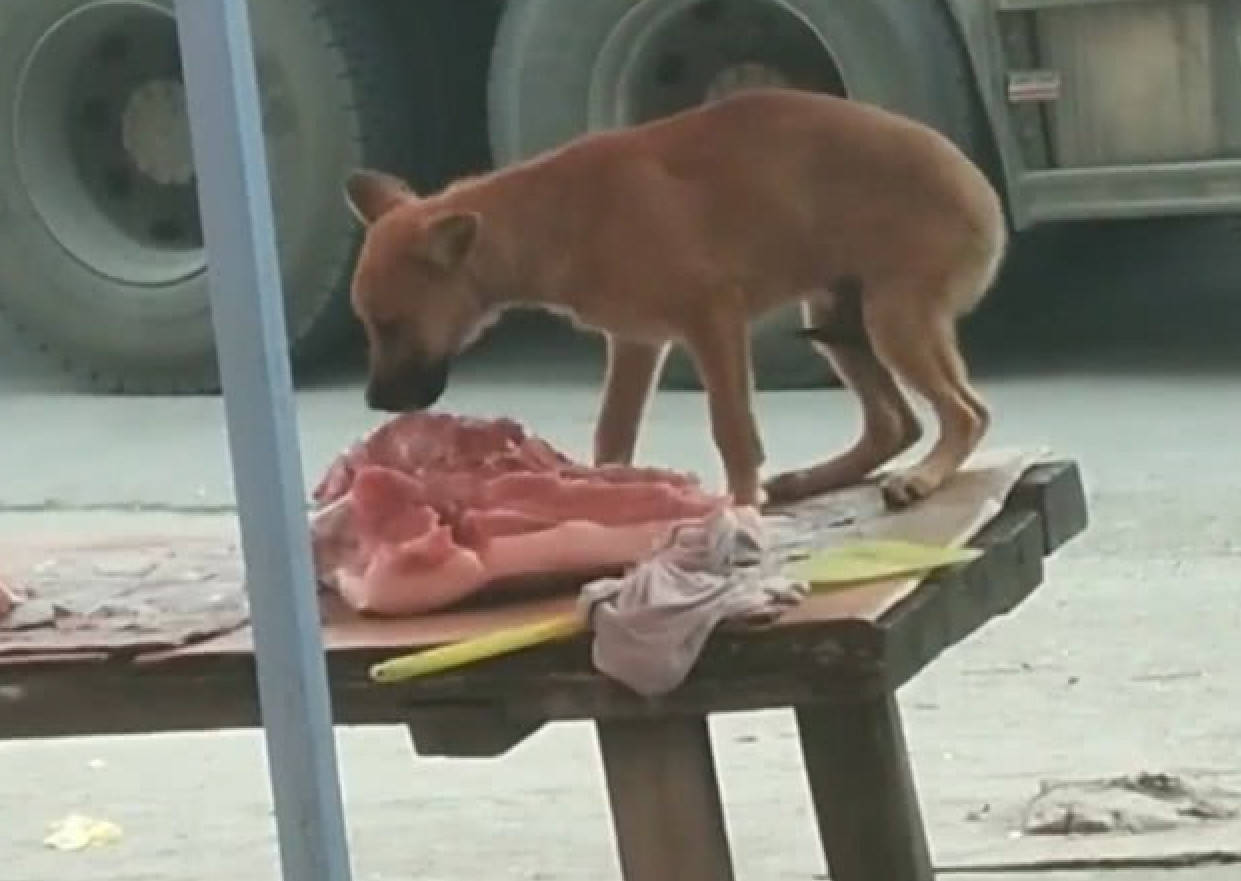 主人杀年猪，狗狗偷吃猪肉被撑死