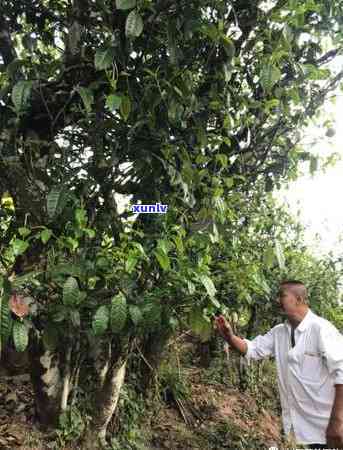 哀牢山古树茶口感品鉴报告