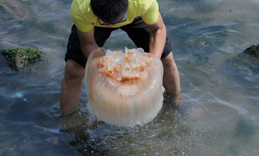 海蜇的可持续利用与管理策略探索，应对策略与建议