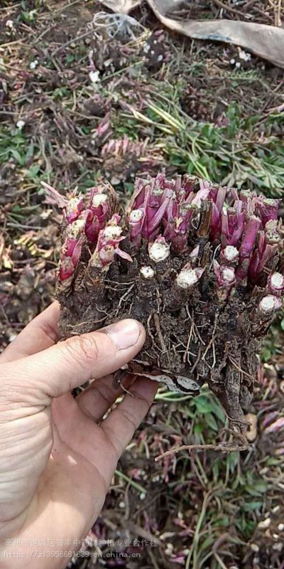 乌头汤中的芍药种类，白芍还是赤芍？